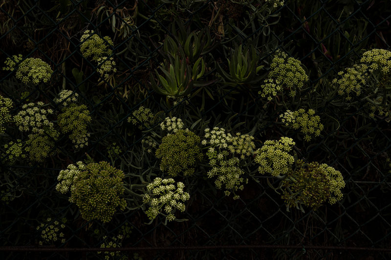 LE SUD Landscapes